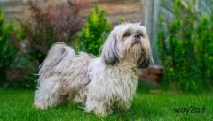 Shih tzu Puppies For Sale In Pune