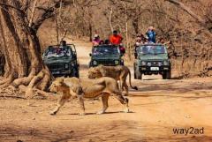 Gir National Park Tour Packages | For Booking Gir Safari +91-7557322322