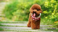 Poodle Puppies for Sale in Mumbai