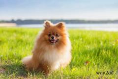 Pomeranian Puppies for Sale in India