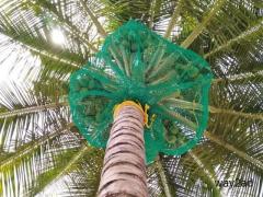 Best Coconut Tree Safety Nets in Bangalore. Call Now - 6362539199