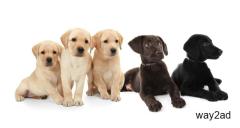 Labrador Retriever Puppies For Sale In India
