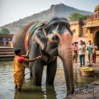 Elephant Village In Jaipur A Unique Cultural Experience