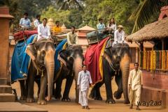 Elephant Village Jaipur Where Culture Meets Wildlife